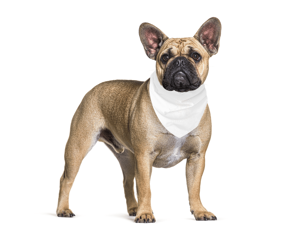 KÜN AY Pet Bandana 9541603
