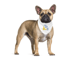 MonaSeraaShop Pet Bandana 6601853