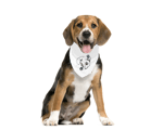Burcuvazi Pet Bandana 9812233
