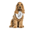 Burcuvazi Pet Bandana 9812233