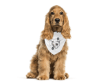 Jupi Creative Pet Bandana 1541858