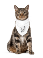 Burcuvazi Pet Bandana 9812233