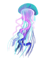 NMC Design Jellyfish 